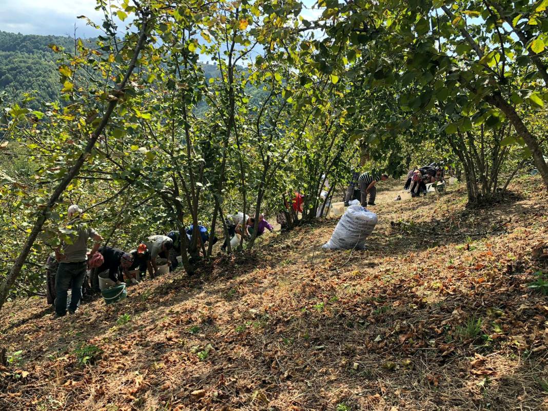 Kilosu 130 TL olarak açıklandı: Üretici işçi maliyetini düşürmek için imece usulü çalışıyor 7